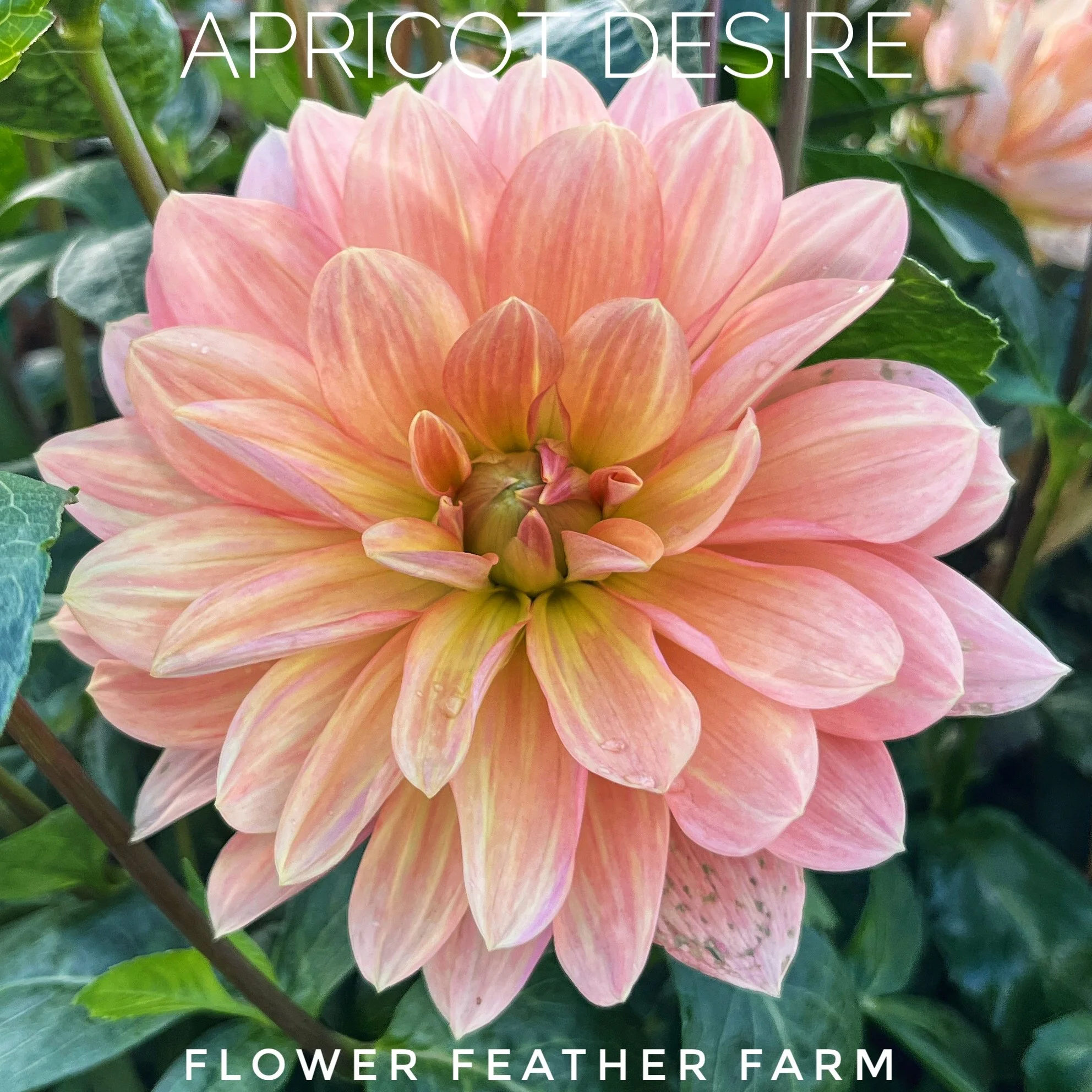 Apricot Desire Dahlias at Flower Feather Farm, chicks & dahlias